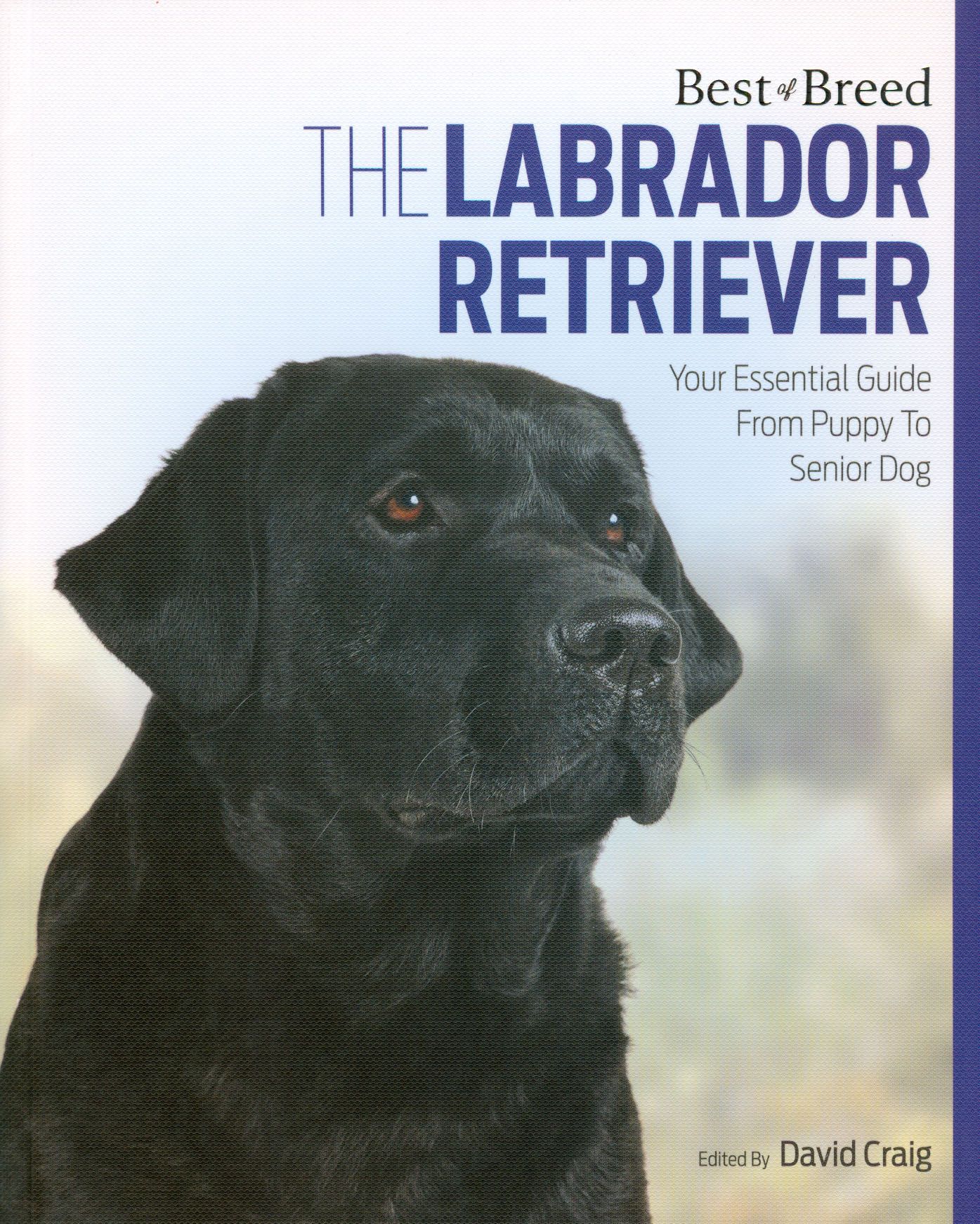 David Craig : The Labrador Retriever