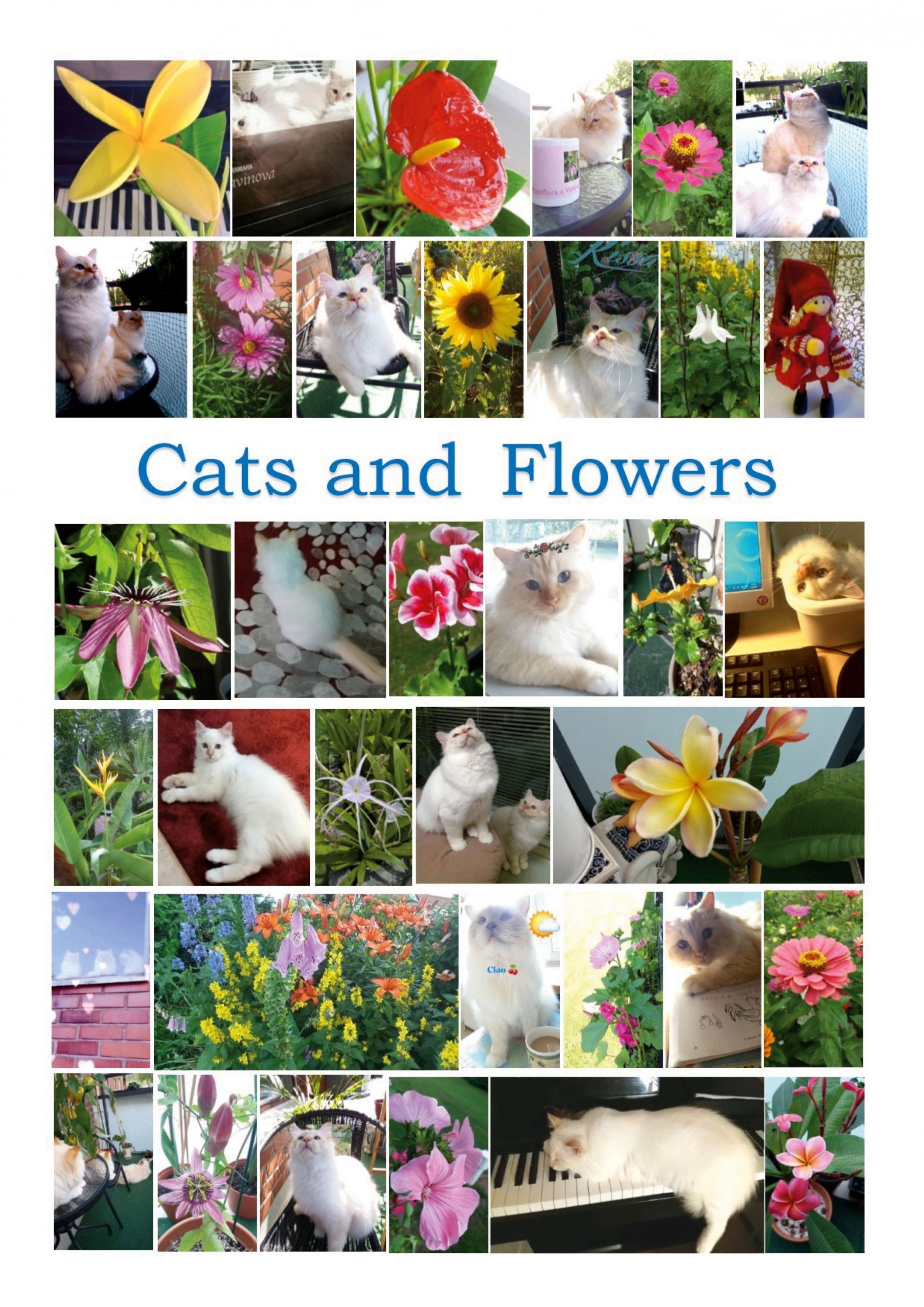 Susanna Király : Cats and Flowers