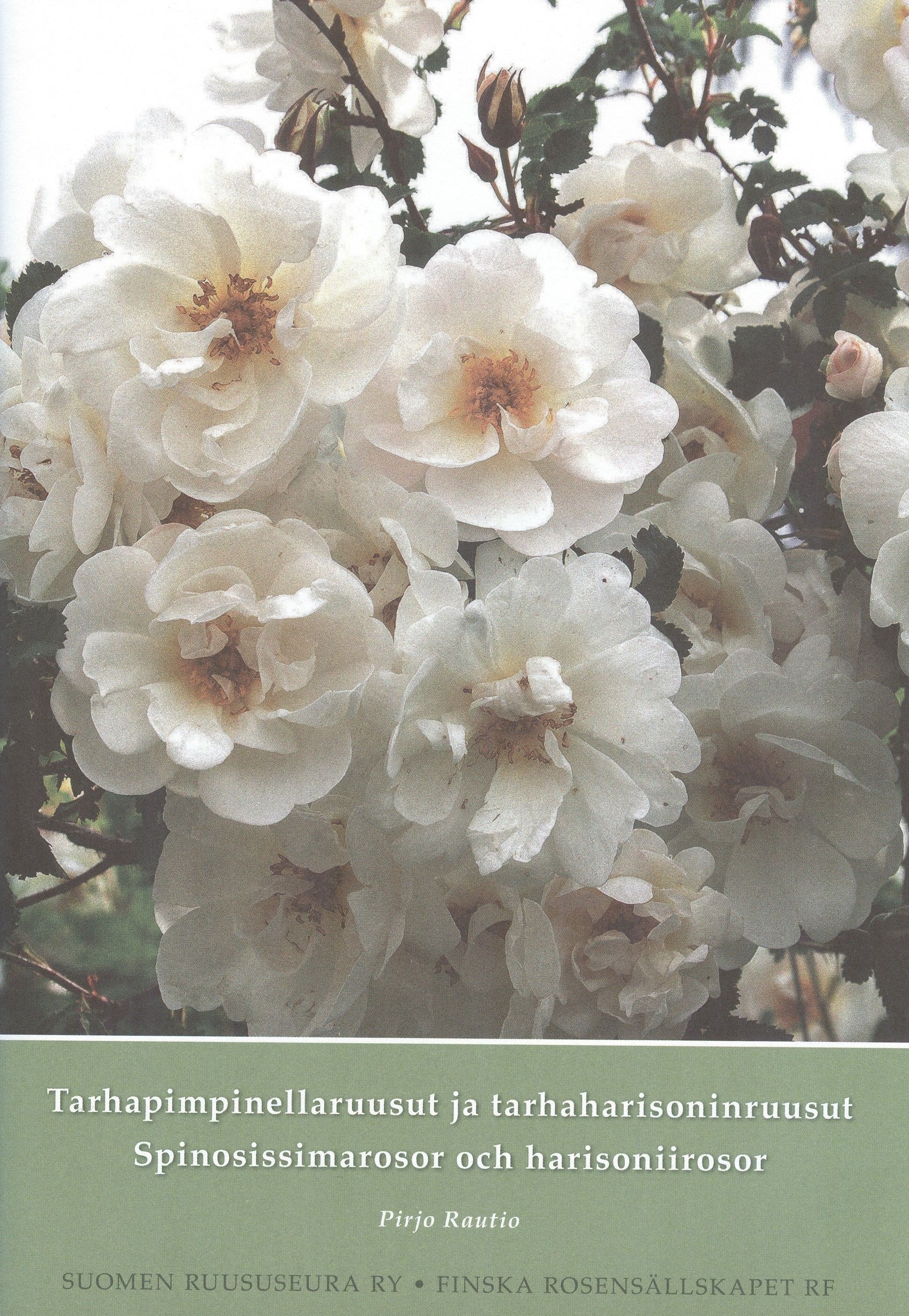 Pirjo Rautio : Tarhapimpinellaruusut ja tarhaharisoninruusut - Spinosissimarosor och harisoniirosor