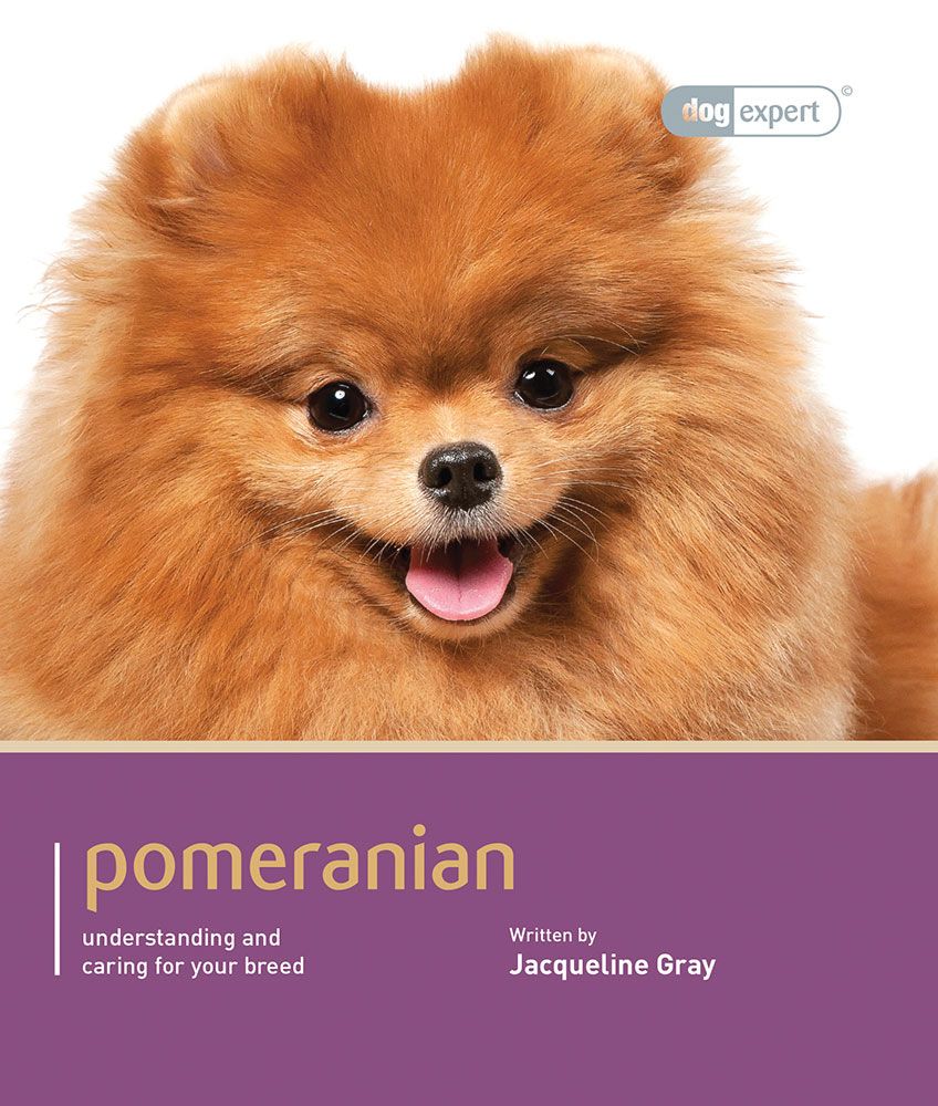 Jacqueline Gray : Pomeranian