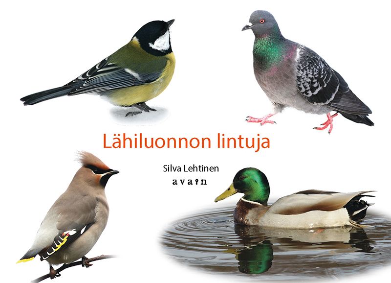 Silva Lehtinen : Lähiluonnon lintuja